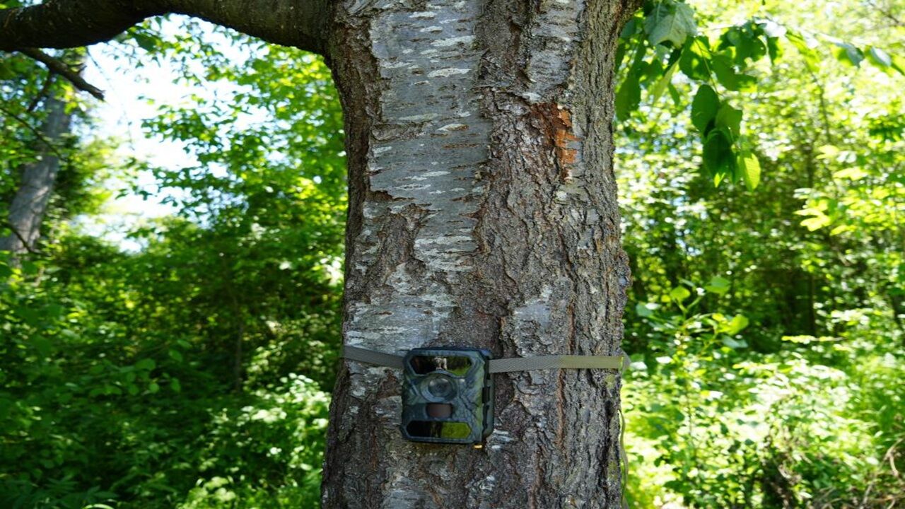 Kastamonu’da Ayı Korkusu Alarma Geçirdi Milli Parklar Fotokapan Kurdu (3)