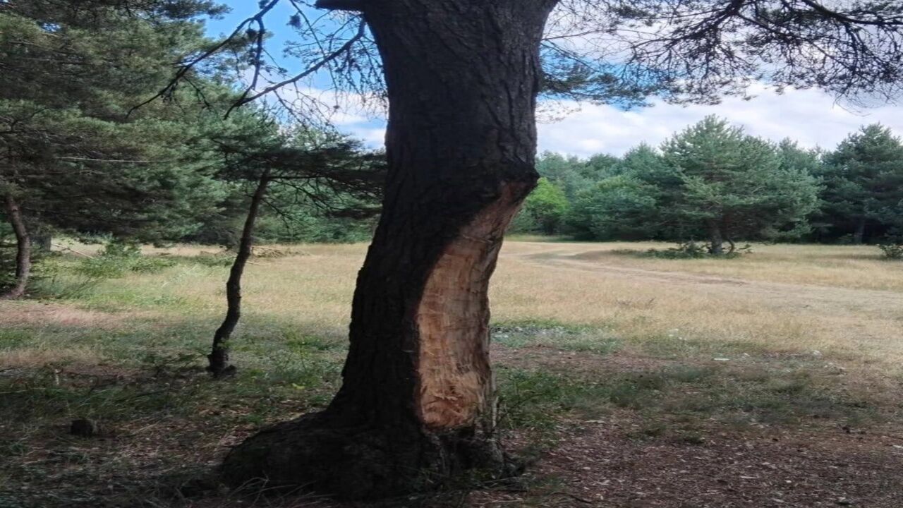 Kastamonu'da Doğaya Büyük Zarar! Beyler Barajı'nda Endişelendiren Görüntüler 1