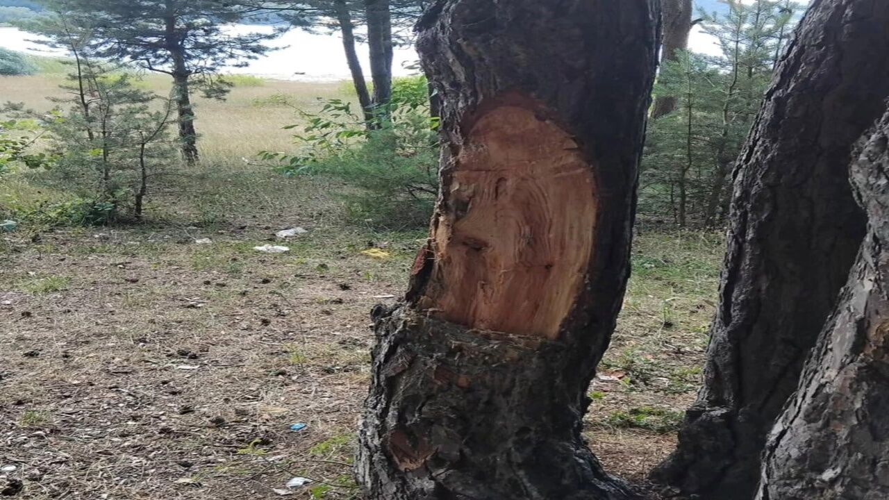 Kastamonu'da Doğaya Büyük Zarar! Beyler Barajı'nda Endişelendiren Görüntüler 2