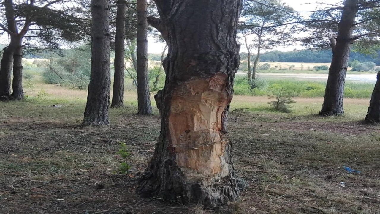 Kastamonu'da Doğaya Büyük Zarar! Beyler Barajı'nda Endişelendiren Görüntüler 3