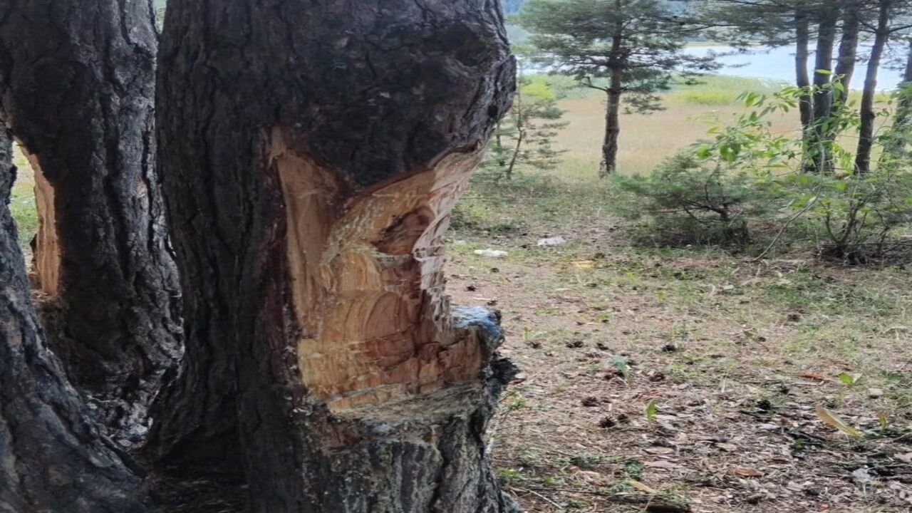 Kastamonu'da Doğaya Büyük Zarar! Beyler Barajı'nda Endişelendiren Görüntüler