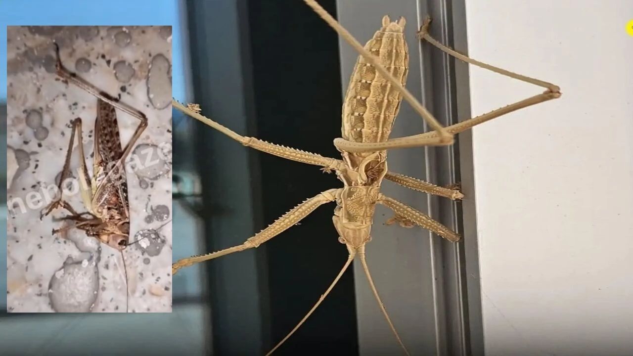 Kastamonu’da Görülen Dev Çekirgelerin Sırrı Çözüldü