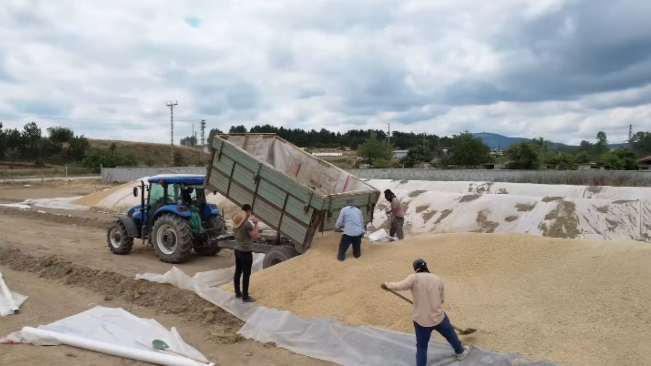 Kastamonu'da Hububat Alımları Sürüyor