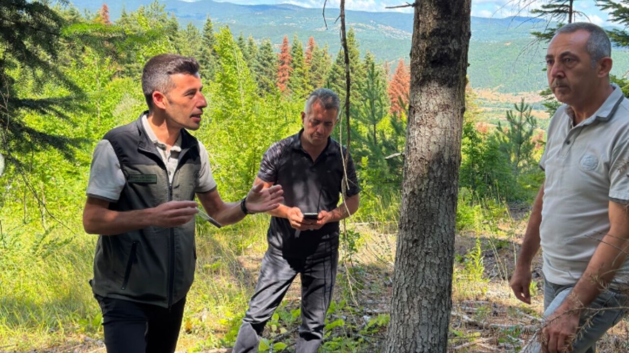 Kastamonu'da Ormanları Koruyacak Doğal Hamle! Zararlı Böceğe Karşı Yeni Yöntem 2