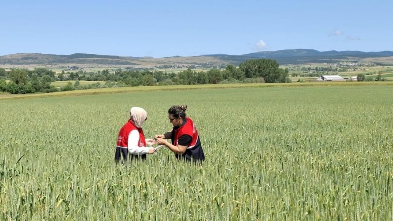 Kastamonu’da Sertifikalı Buğday Ve Arpada Verim Kontrolü (1)