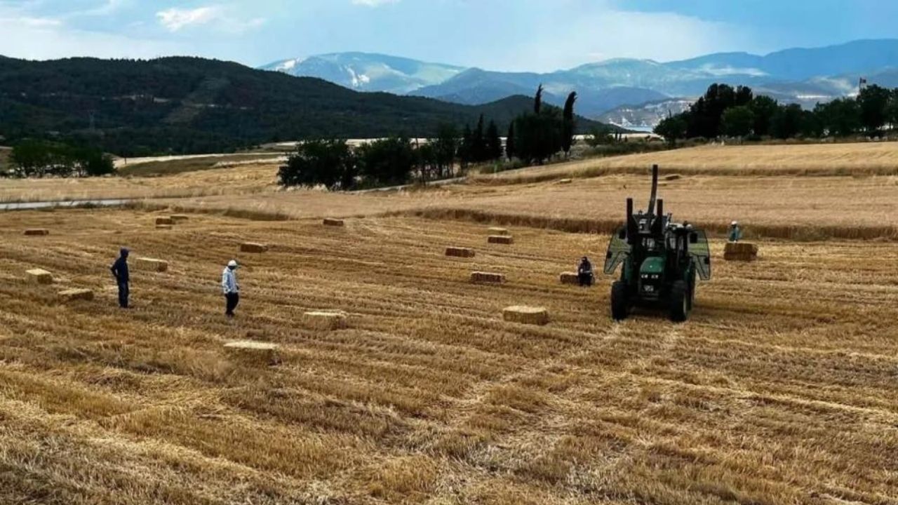 Komşuda Biçerdöverler Tarlaya Indi İlk Buğdaylar Toplandı (1)
