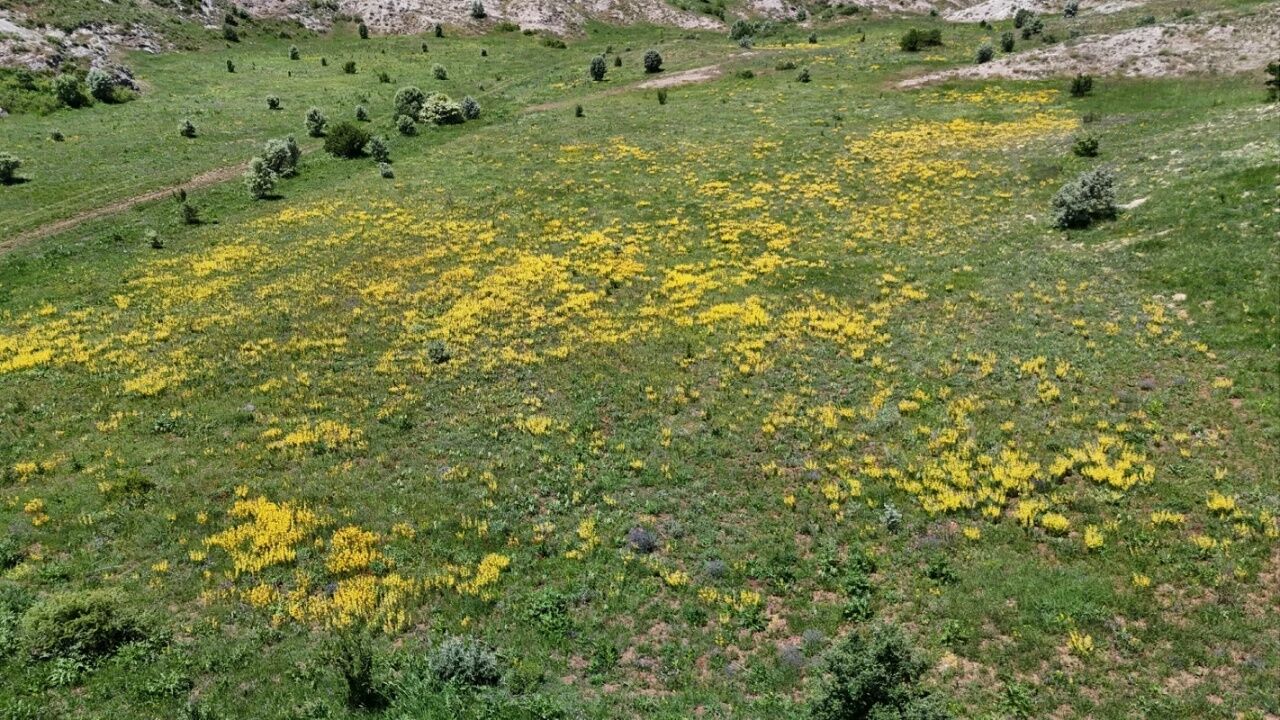 Sarı Kantaron 1