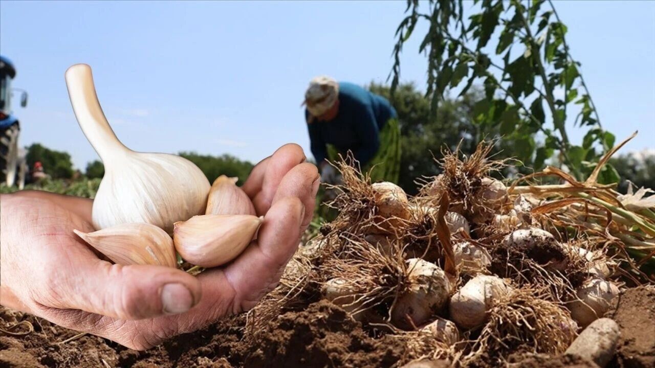 Sarımsak Fiyat