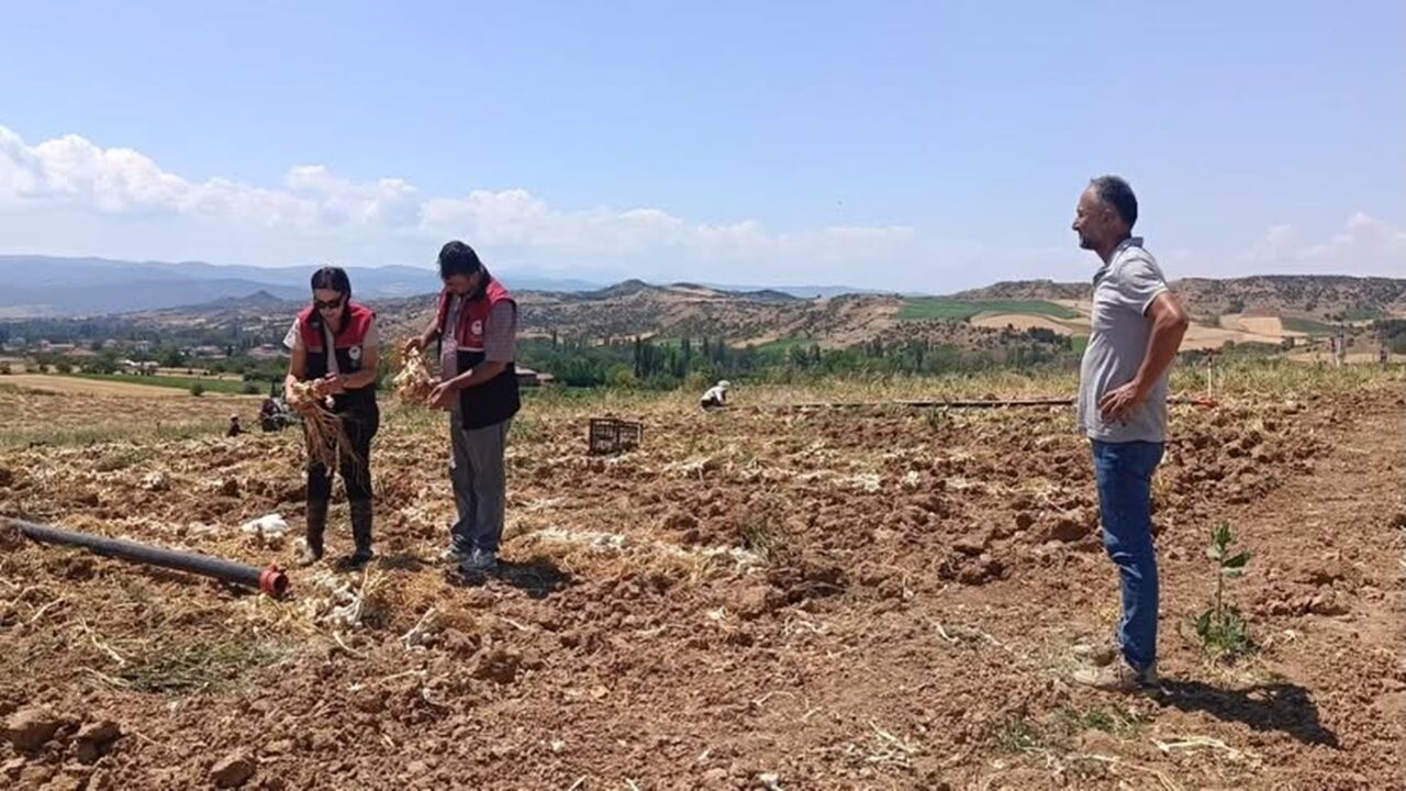 Sarımsak Için Taşköprü Iyi Tarım (1)