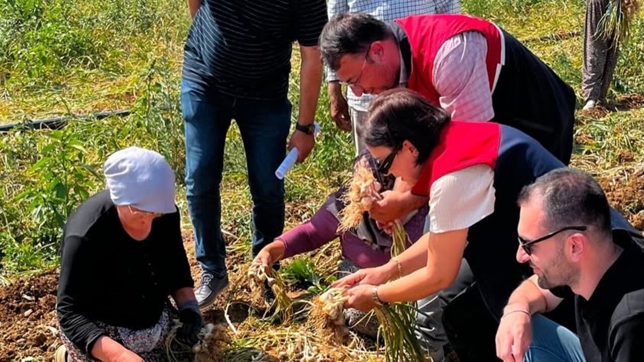 Sarımsak Için Taşköprü Iyi Tarım (2)