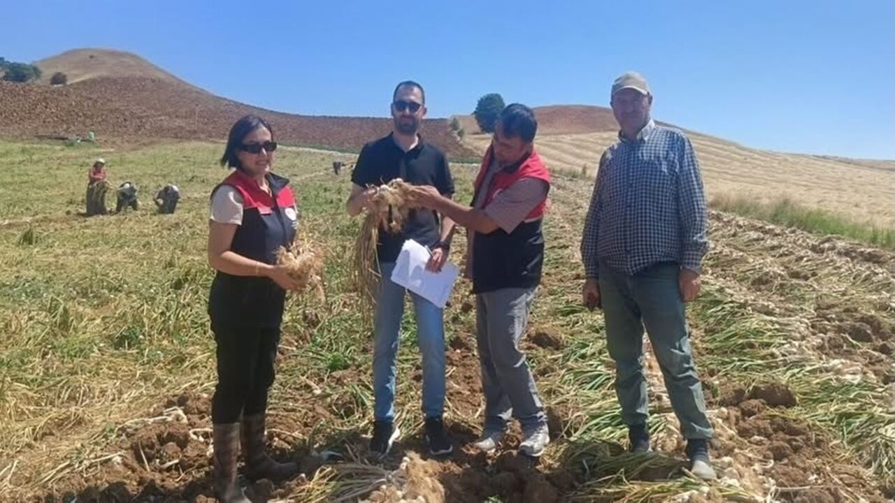 Sarımsak Için Taşköprü Iyi Tarım (3)