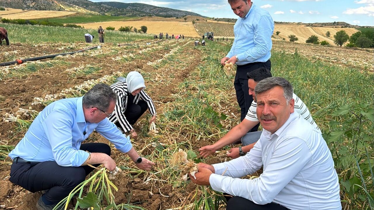 Sevgilioğlu Sarımsak Tarlasında (3)