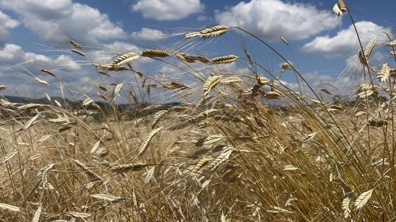 Siyez Buğdayı (6)