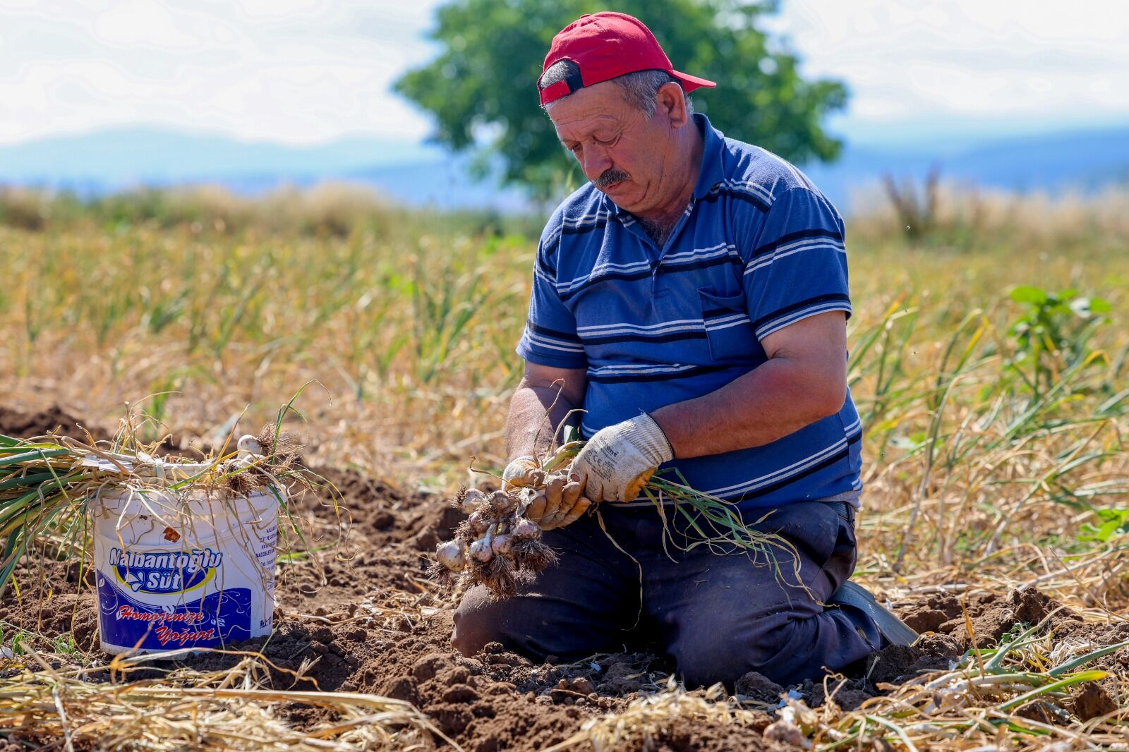 Taşköprü 2026 Sarımsak Hasadı (3)
