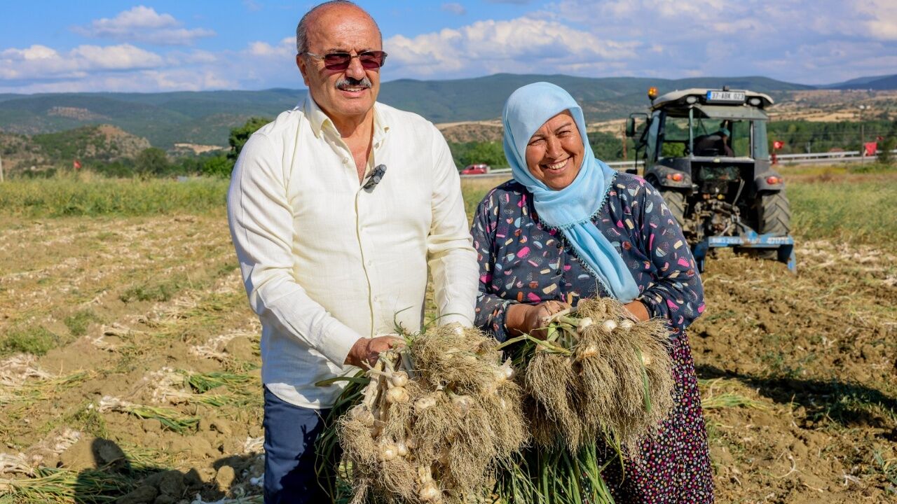 Taşköprü Sarımsağında Hasat Başladı Başkan Arslan Üreticilerle Buluştu (2)