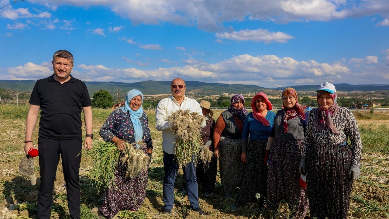 Taşköprü Sarımsağında Hasat Başladı Başkan Arslan Üreticilerle Buluştu (7)