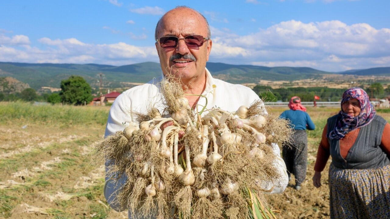 Taşköprü Sarımsağında Hasat Başladı Başkan Arslan Üreticilerle Buluştu (8)