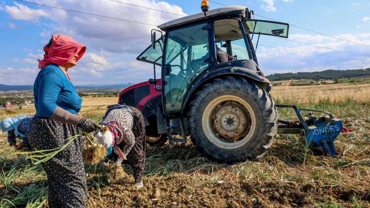 Taşköprü Sarımsağında Hasat Başladı Başkan Arslan Üreticilerle Buluştu
