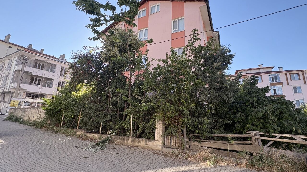 Tosya Ihlamur Ağacından Düşen Emekli Öğretmen