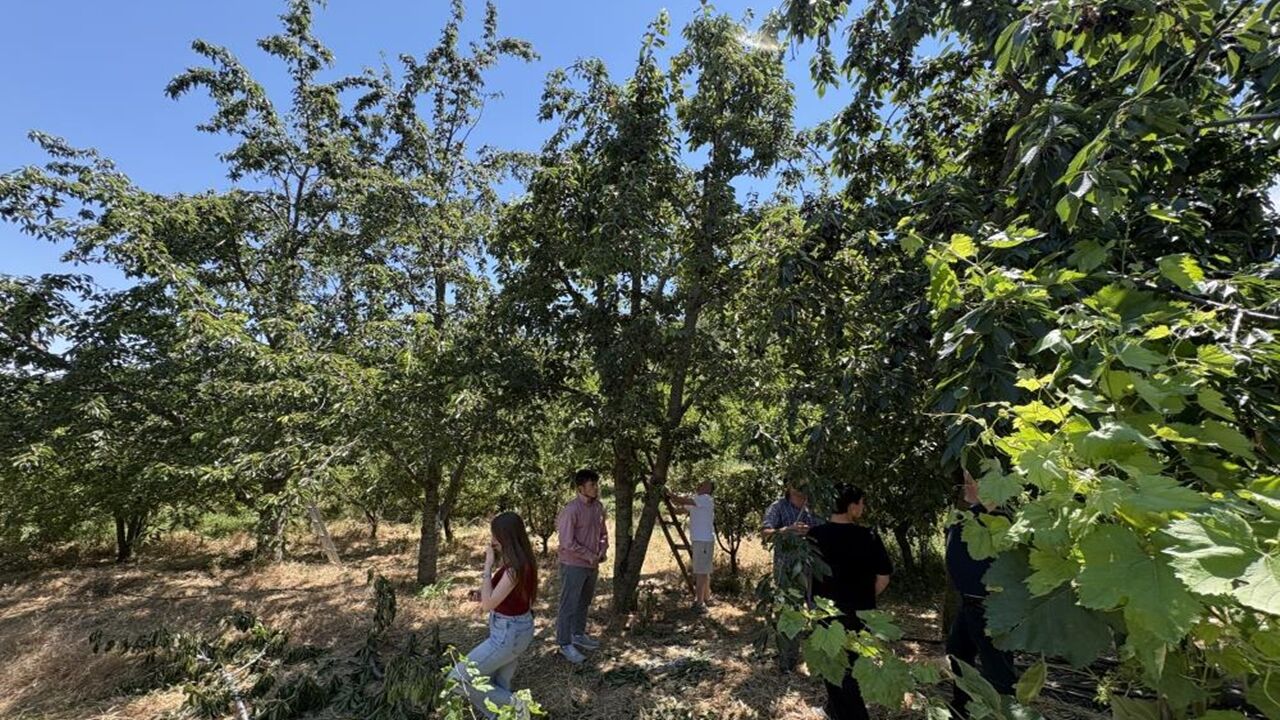 Tosya Kiraz Karı Koca Yan Yana (3)