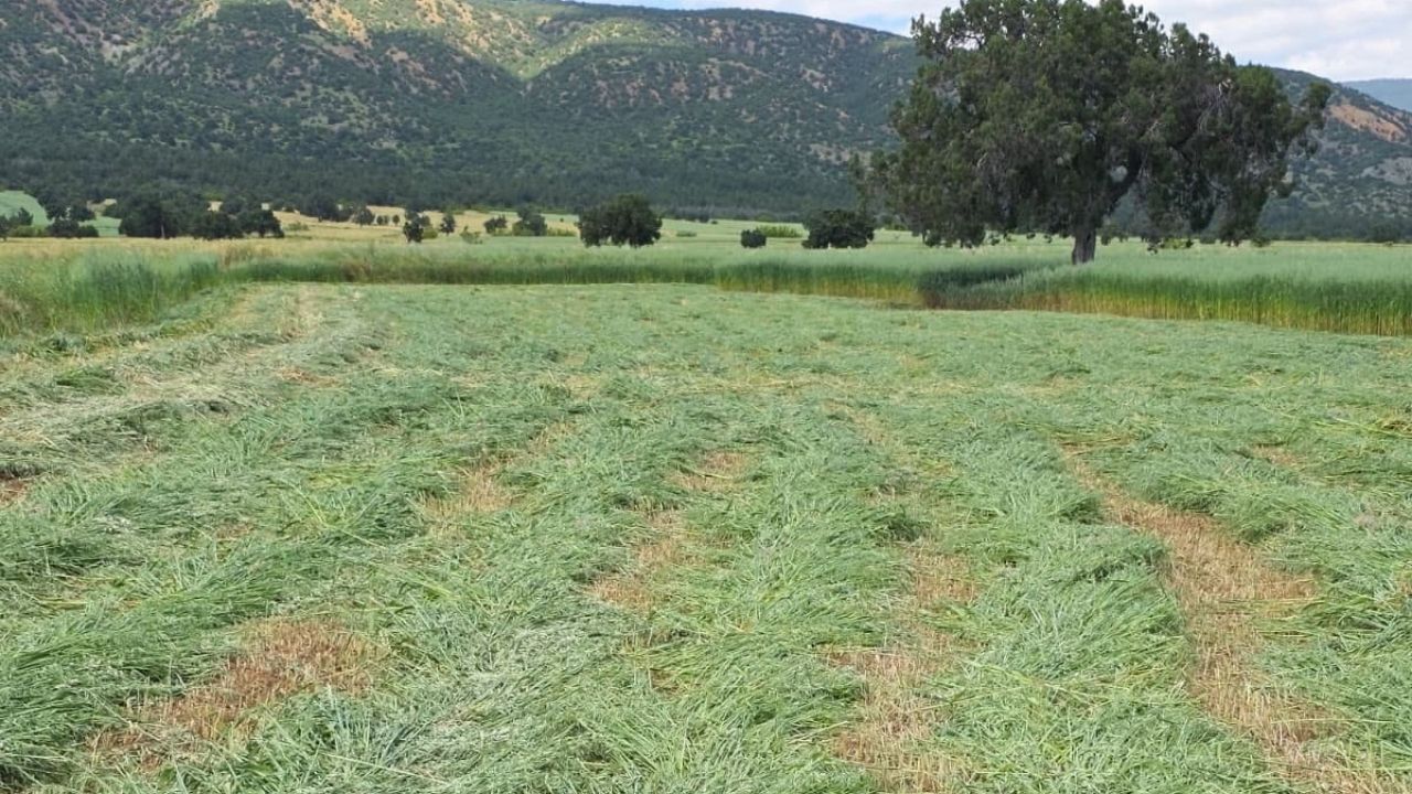 Tosya Saha Denetimi (1)