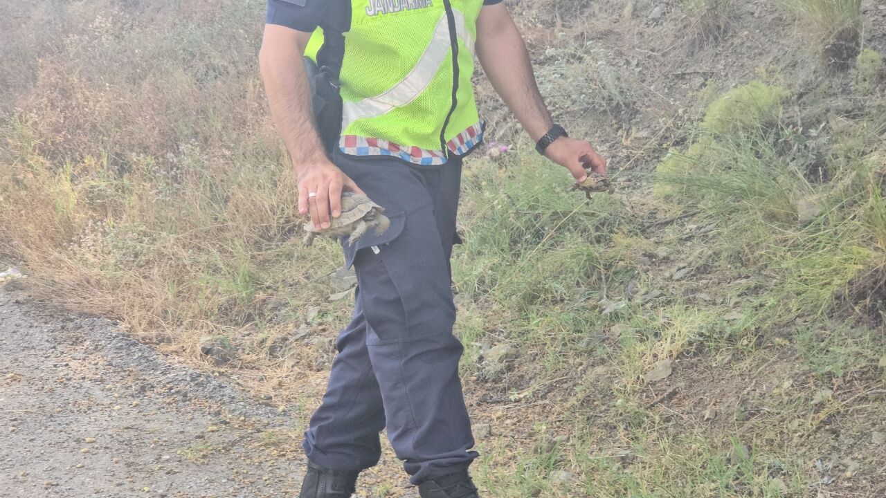 Yangında Yürek Isıtan Kurtarma! Jandarma Kaplumbağa Ve Yavrularını Alevlerden Çıkardı (1)