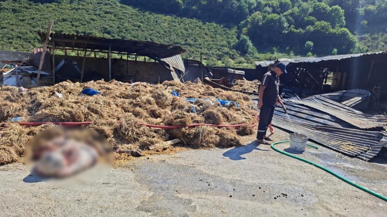 Alevler Tesisten Ahıra Sıçradı 53 Hayvan Telef Oldu (2)