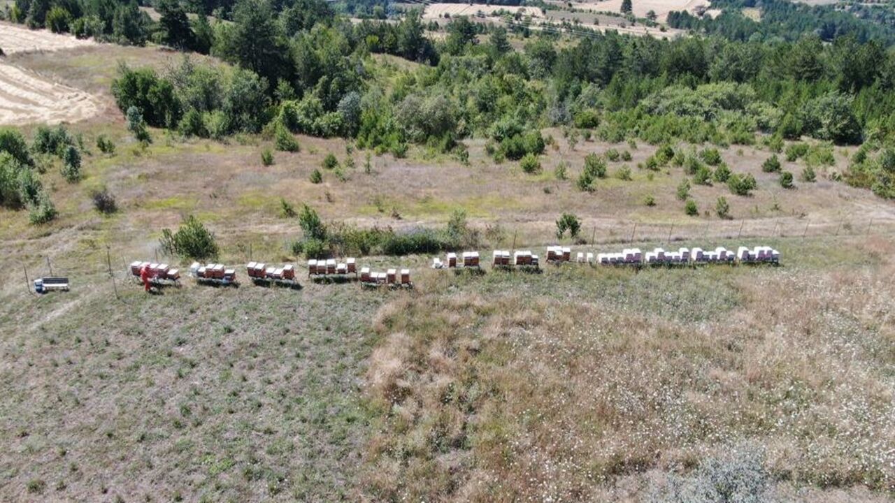 Bal Üretimi Bahar Yağışı (3)