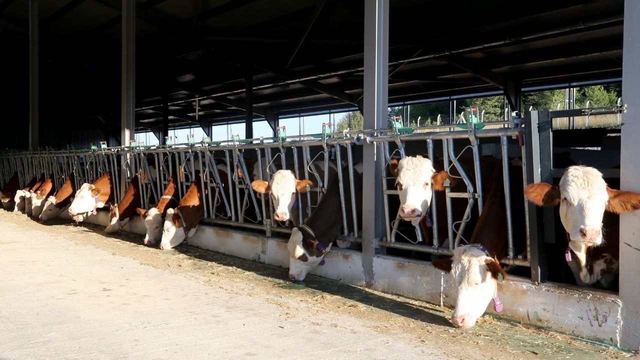 Devlet Desteğiyle Kurdu Yılda 430 Ton Süt Üretecek (1)