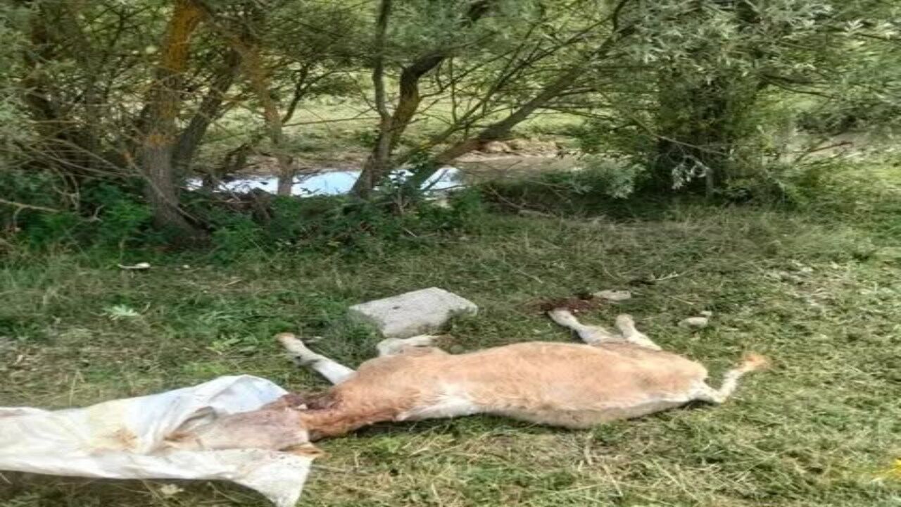 Devrekani’de Yine Aynı Görüntü! Büyükbaş Hayvan Ölüsü Çay Kenarına Bırakıldı