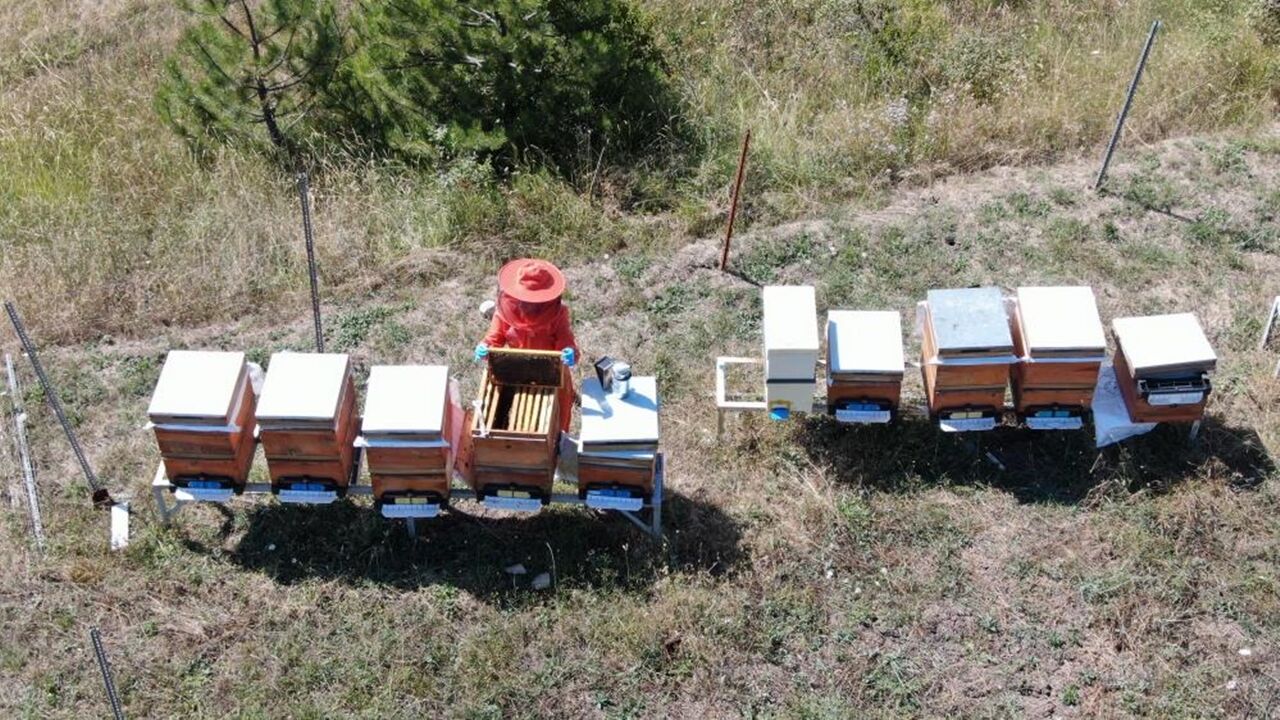 Kastamonu Kadın Balcı Arıcı (6)