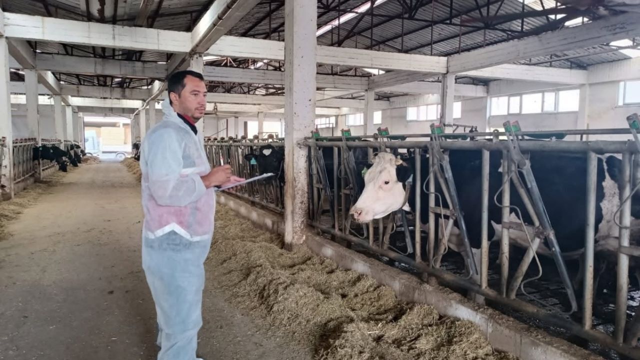 Kastamonu’da Ithal Sığırlar Sağlık Kontrolünden Geçirildi (1)