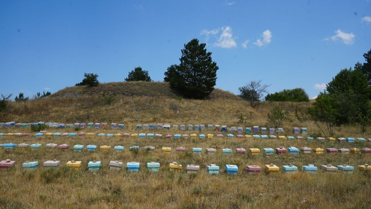 Kastamonu'da Kestane Balı Hasadı Başladı Verim Beklentinin Çok Altında Kaldı 1