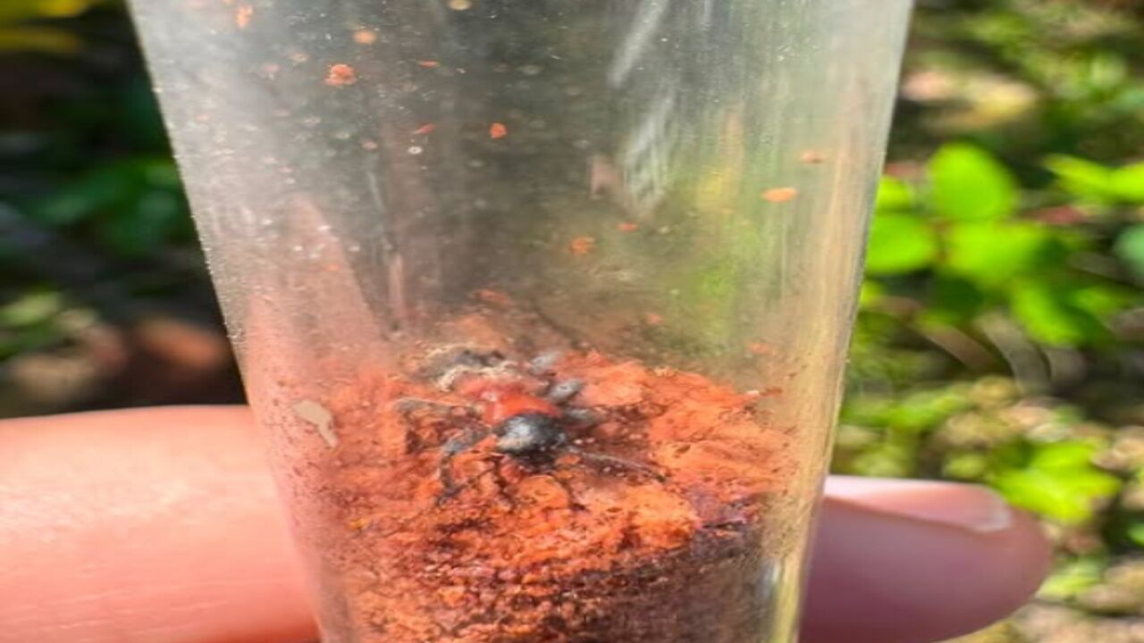 Kastamonu’da Orman Zararlılarına Karşı Biyolojik Savaş! Terminatör Böcekler Devrede 3
