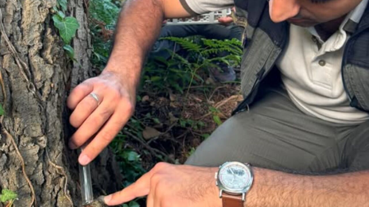 Kastamonu’da Orman Zararlılarına Karşı Biyolojik Savaş! Terminatör Böcekler Devrede