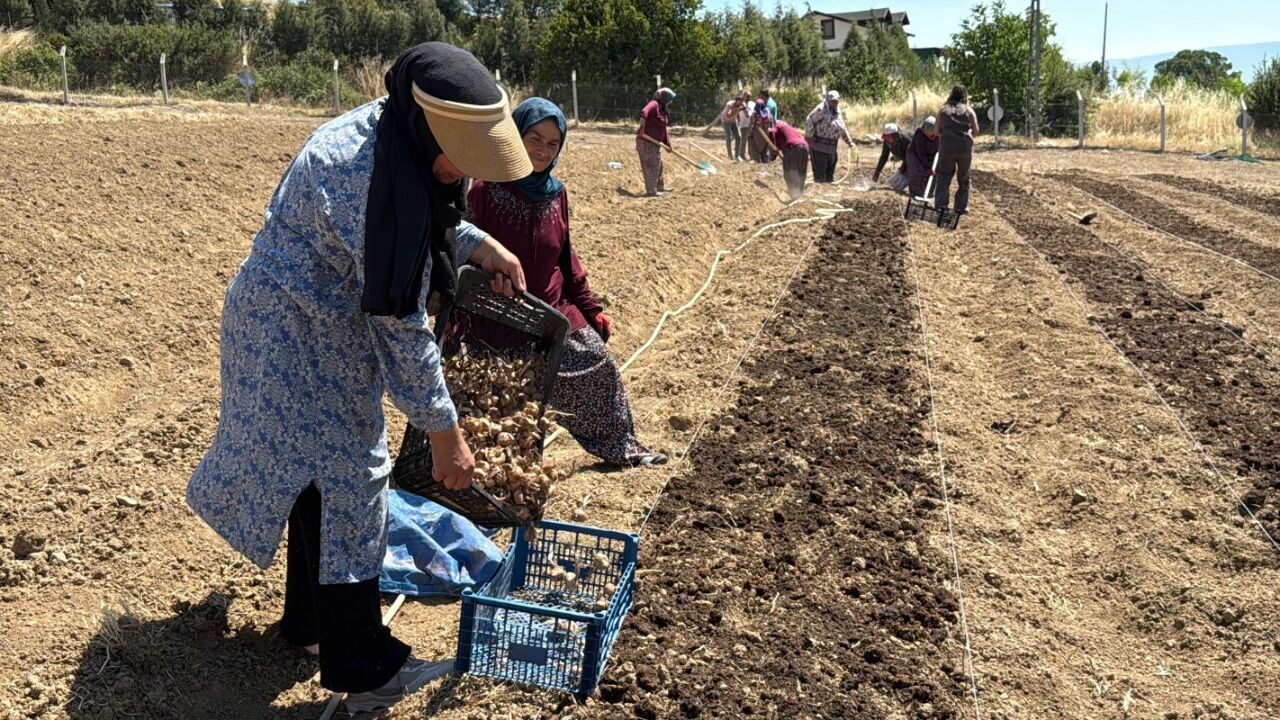 Kilogramı 650 Bin Tl’ye Kadar Çıktı Safranbolu’da Safran Mesaisi Başladı
