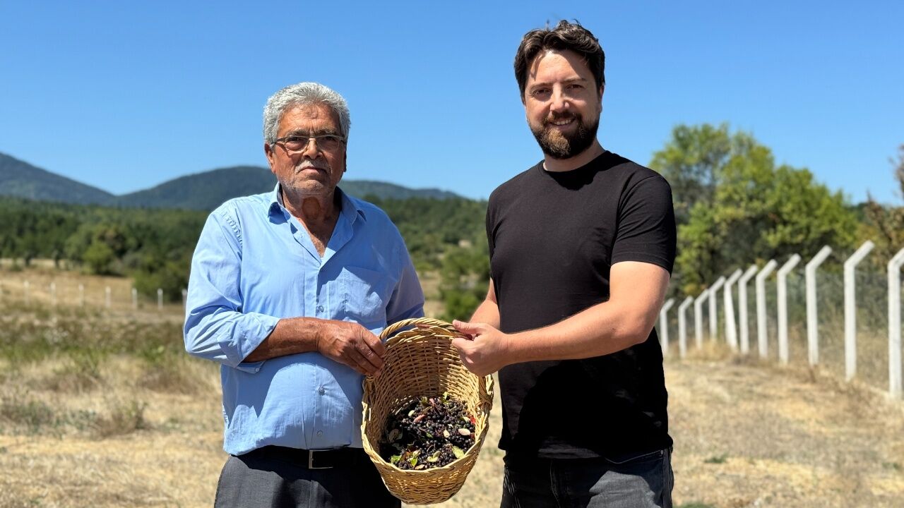 Safranbolu’da Aronya Üretimi Yayılıyor Hedef 25 Dönüm 2