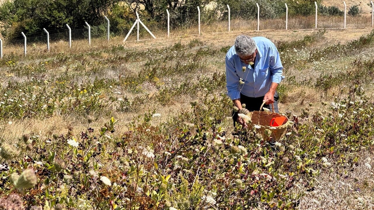 Safranbolu’da Aronya Üretimi Yayılıyor Hedef 25 Dönüm 4