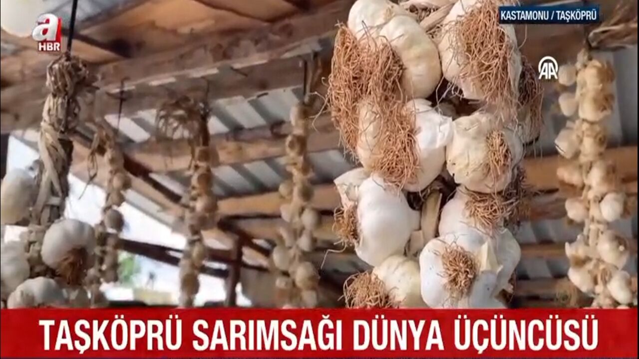 Taşköprü Sarımsağı Dünya 3'Üncüsü (5)