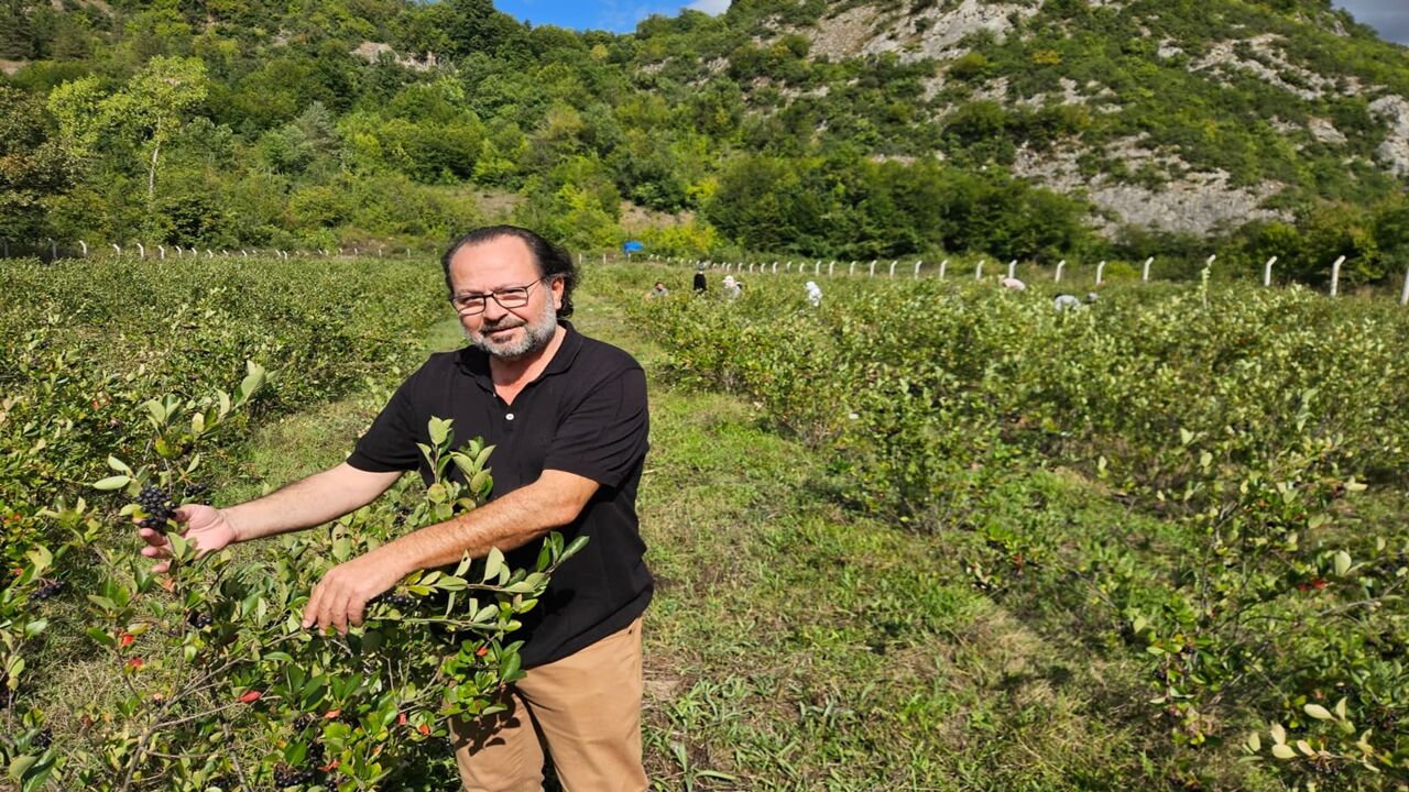 Kastamonu'da o bitki, atıl arazilere değer kazandırdı