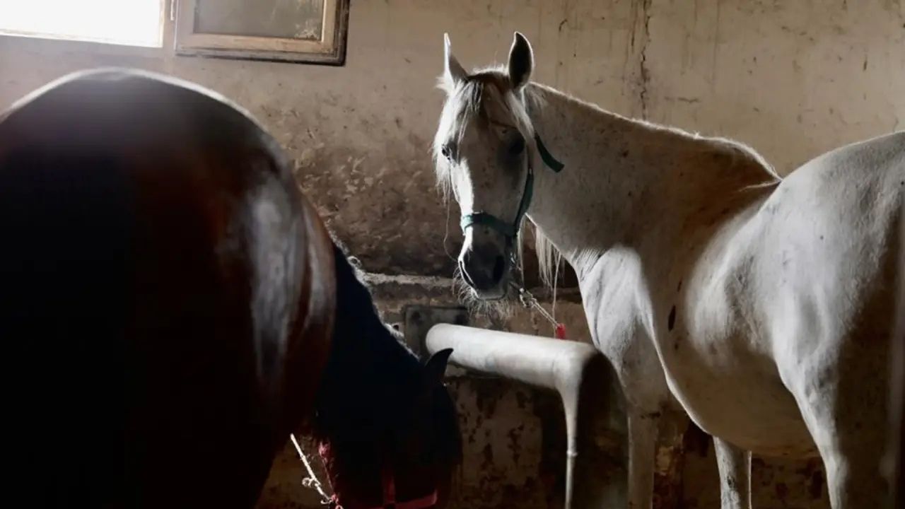 Büyükada’daki Atları Kastamonu’ya Gönderiliyor Adalılardan Sevkiyata Tepki (1)
