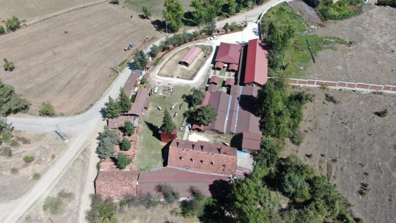 Büyükada’nın Fayton Atları Daday’da Yeni Hayatlarına Başladı (4)