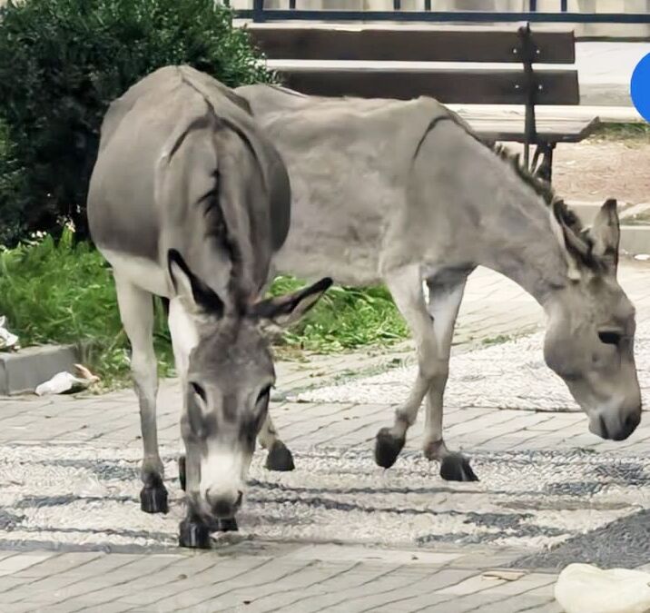 Cevizli Park Eşşek (2)