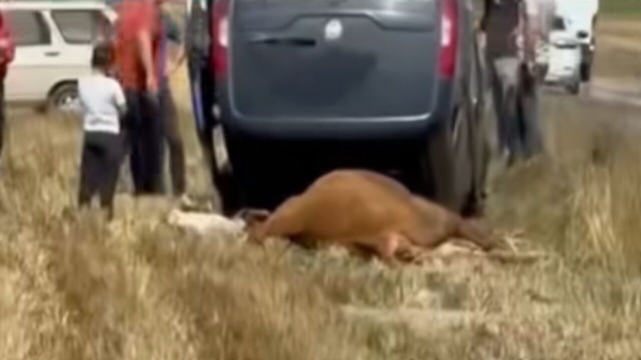 Devrekani’de Feci Kaza! Araç Ters Döndü, Inek Telef Oldu
