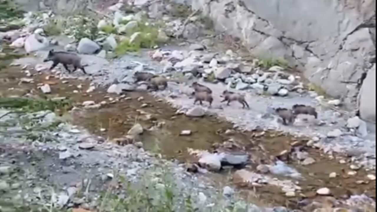 Domuz Ve Yavruları Çatalzeytin (3)