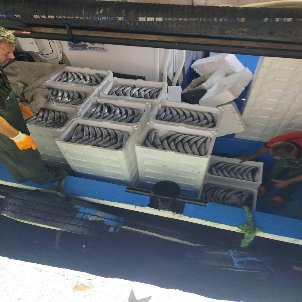 Inebolu Limanı Balık Hareketlilik 1