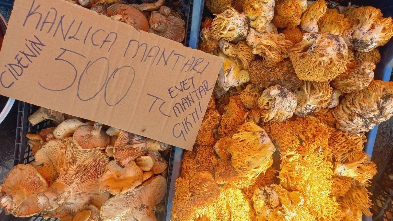Kanlıca Mantarı (2)-1