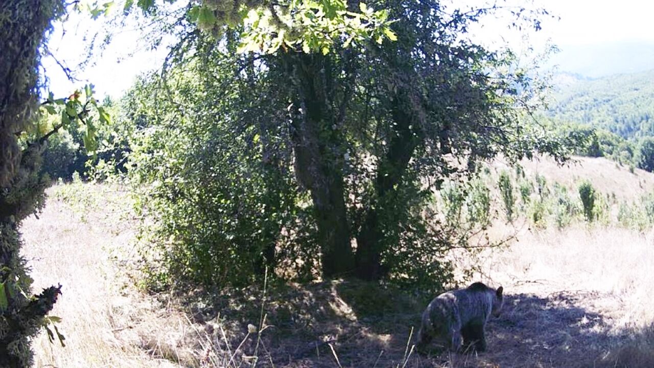 Kastamonu Ayı Armut Yeme (1)