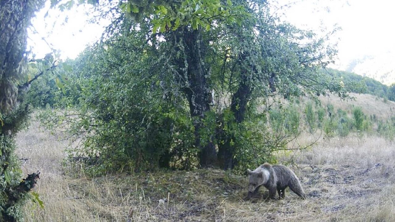 Kastamonu Ayı Armut Yeme (2)