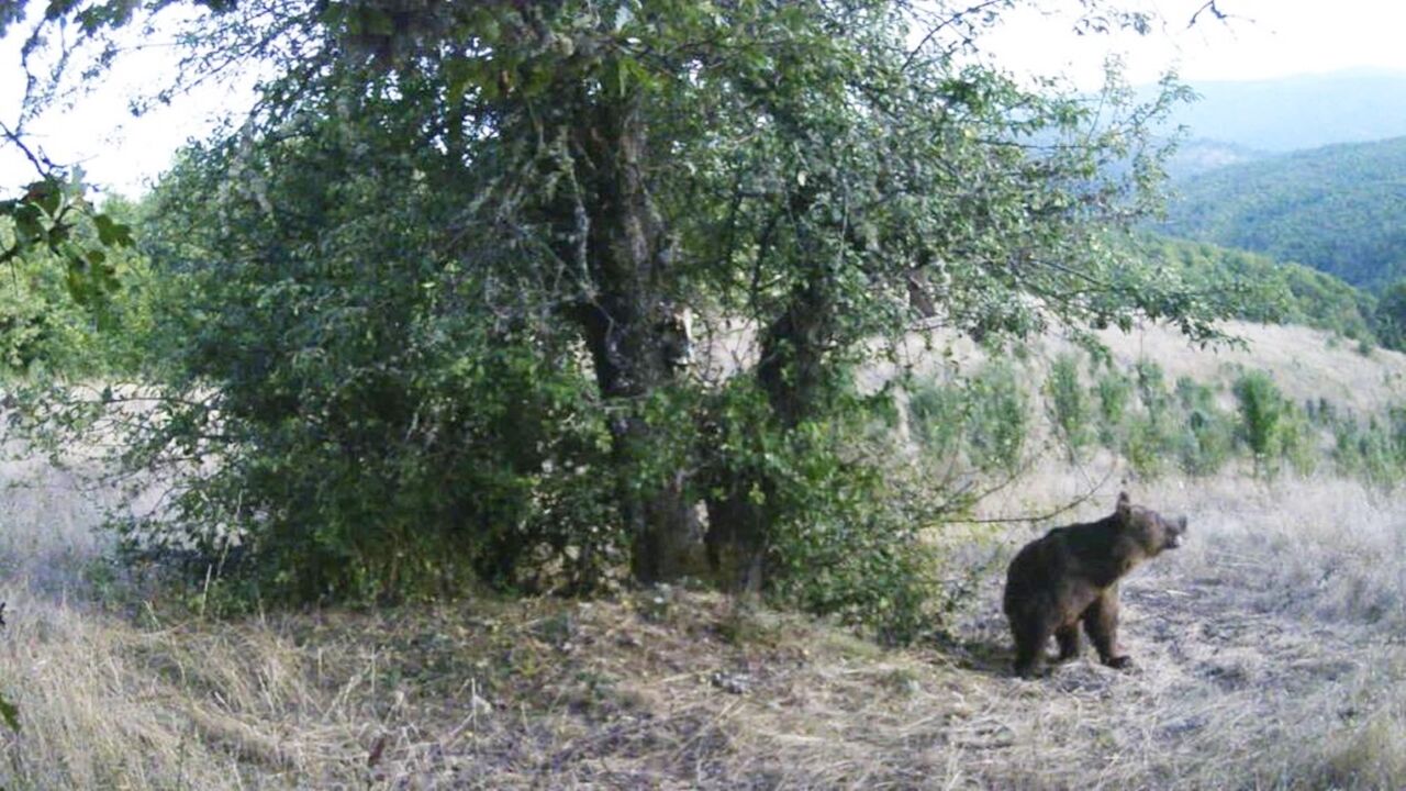 Kastamonu Ayı Armut Yeme (3)